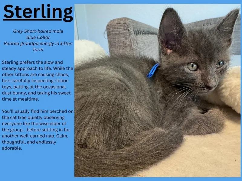 A baby medium-sized male Gray / Blue / Silver Domestic Short Hair cat named Sterling for adoption in Terrell, TX