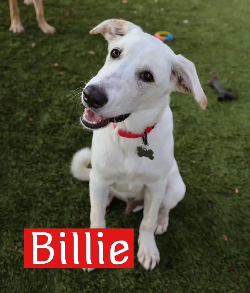 Billie