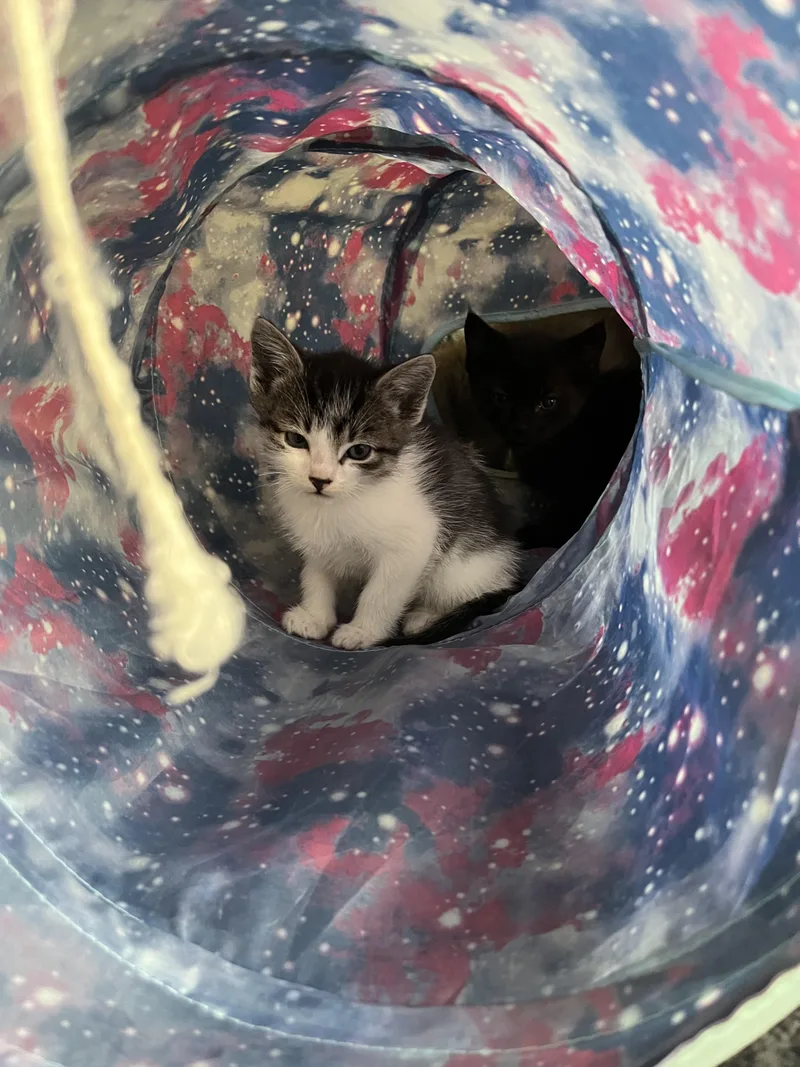 A baby small-sized male Domestic Short Hair cat named Man in Love for adoption in Fruit Heights, UT