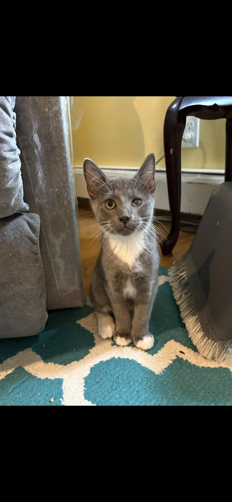 A baby small-sized male Domestic Short Hair cat named Paddywacks for adoption in Havertown, PA