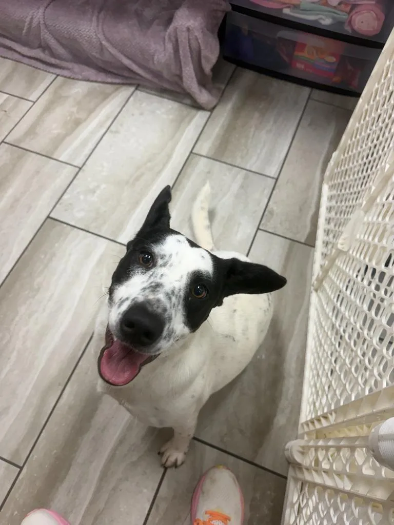 A baby medium-sized female Jack Russell Terrier dog named Frisby for adoption in North Syracuse, NY