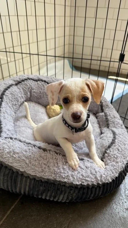 Tater