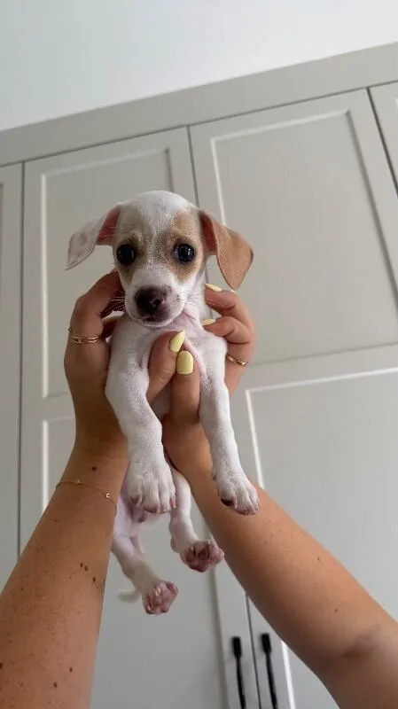 Tater thumbnail 4