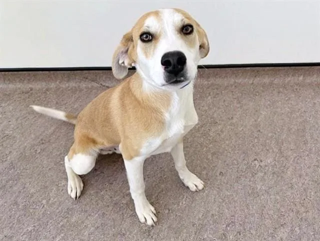 A young medium-sized male Terrier dog named Richard for adoption in Saint Louis, MO