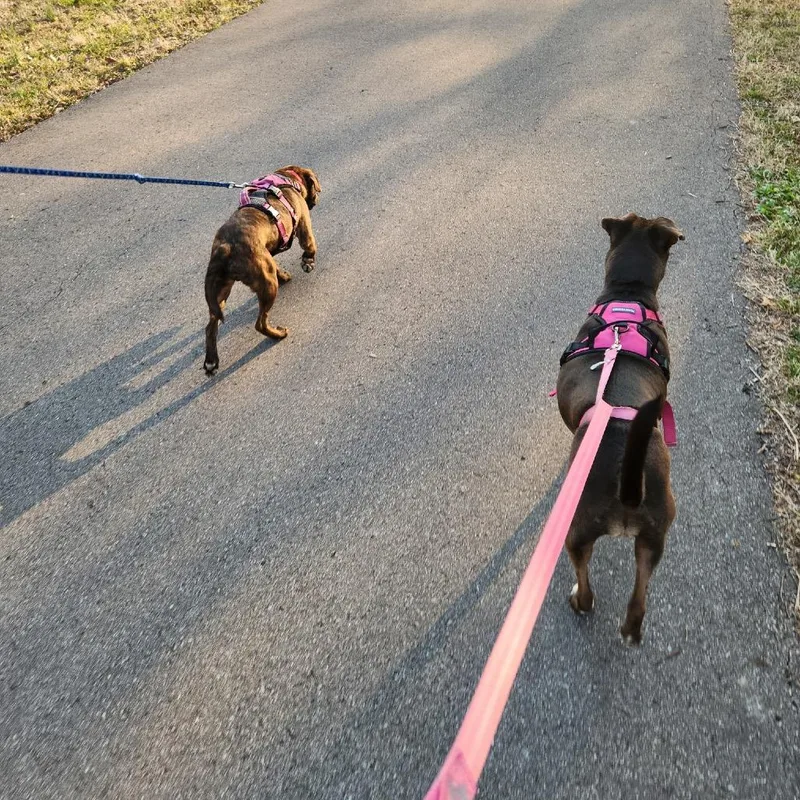 An adult medium-sized male Brindle Pit Bull Terrier dog named Thumper for adoption in Nashville, TN