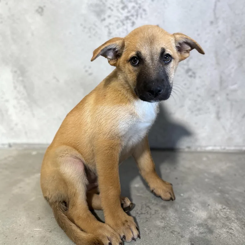 A baby medium-sized female Apricot / Beige Black Mouth Cur dog named Dottie for adoption in Williston, VT