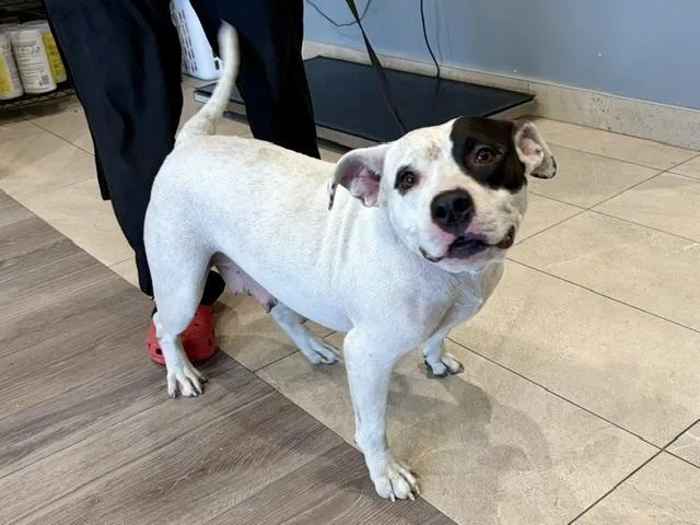 An adult large-sized female Pit Bull Terrier dog named Sushi for adoption in Garland, TX