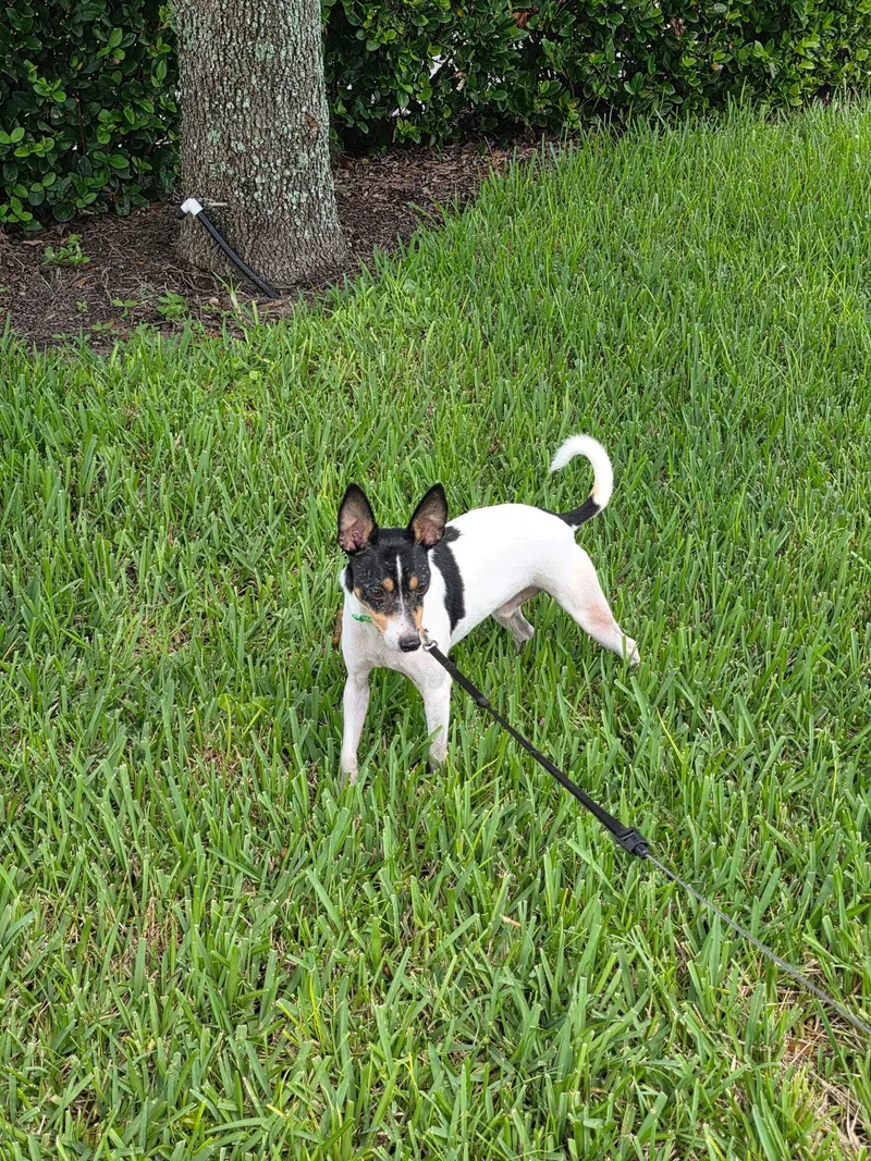 A young medium-sized male Rat Terrier dog named Bobby for adoption in Orlando, FL