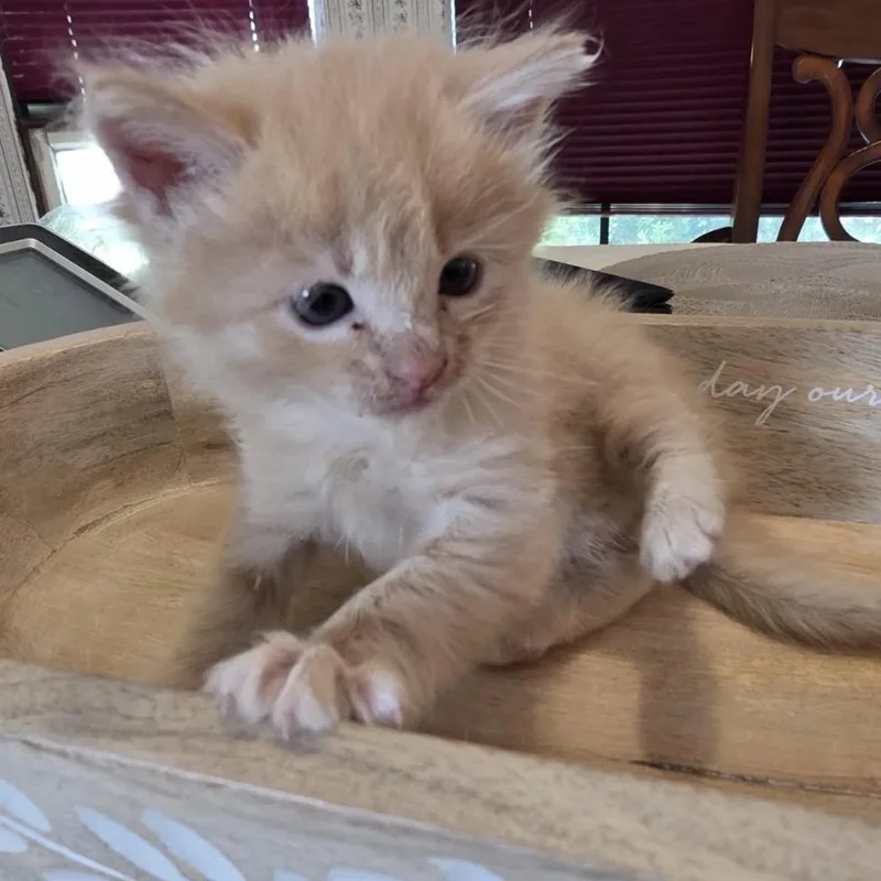 A baby small-sized male Orange / Red Domestic Medium Hair cat named Frasier for adoption in Missouri City, TX