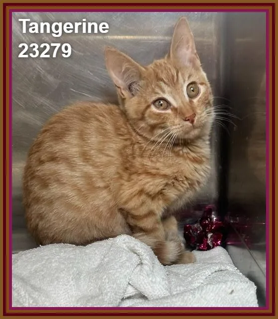 Tangerine thumbnail 2