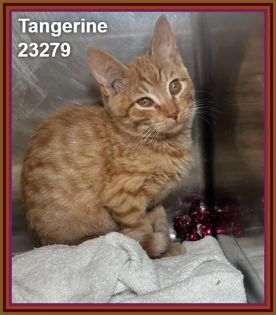 Tangerine thumbnail 3