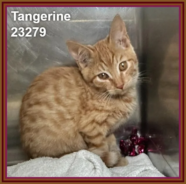 Tangerine thumbnail 4