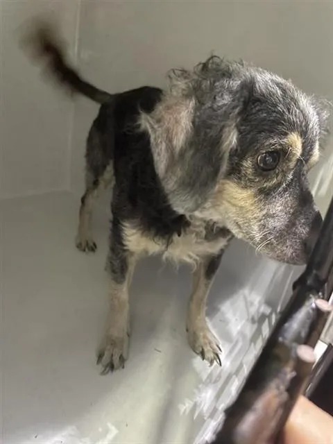An adult small-sized male Schnauzer dog named A for adoption in Houston, TX