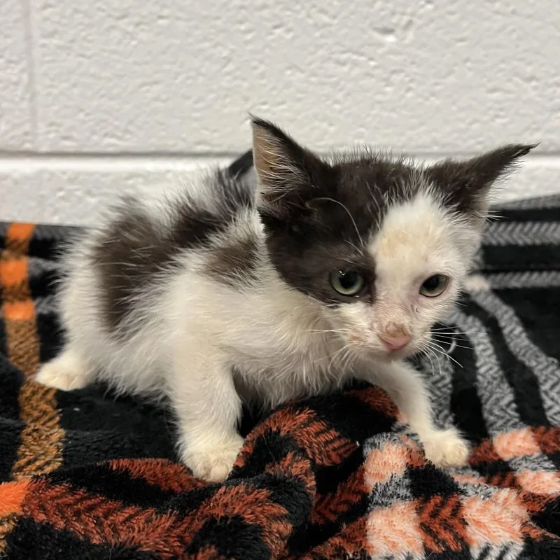 A baby small-sized male Black Domestic Short Hair cat named Groot for adoption in Spruce Pine, NC