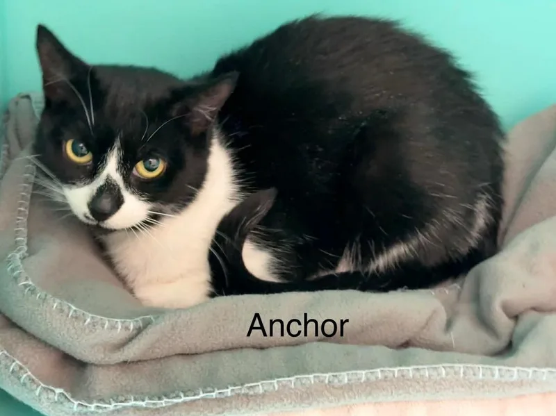An adult large-sized female Domestic Short Hair cat named Anchor for adoption in Plattsburgh, NY