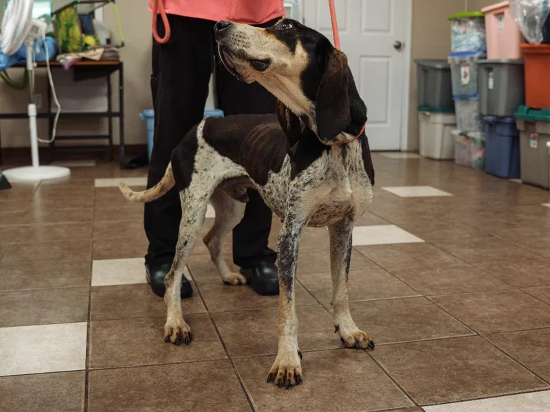 An adult medium-sized male Bluetick Coonhound dog named Bartholomew for adoption in Mocksville, NC