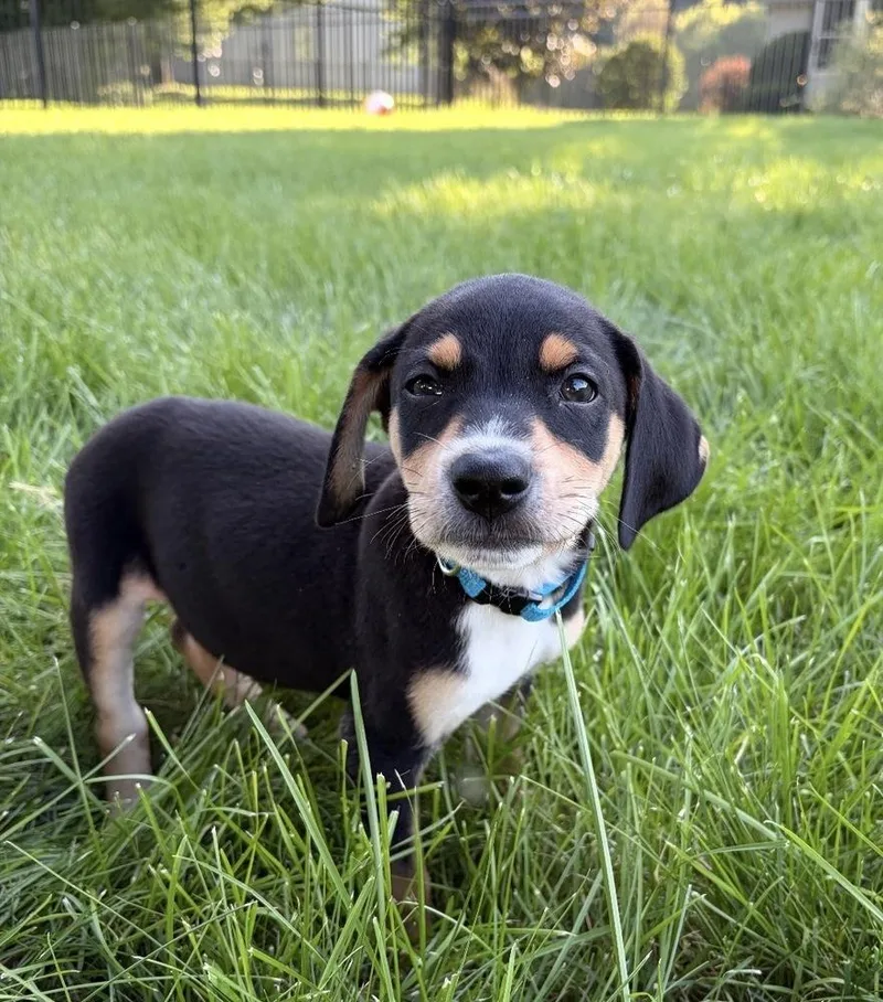 A baby small-sized male Hound dog named Ace for adoption in South Bend, IN