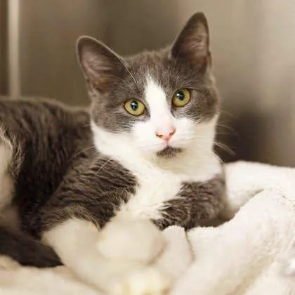 A baby small-sized female Gray / Blue / Silver Domestic Short Hair cat named DeeDee for adoption in Atlanta, GA