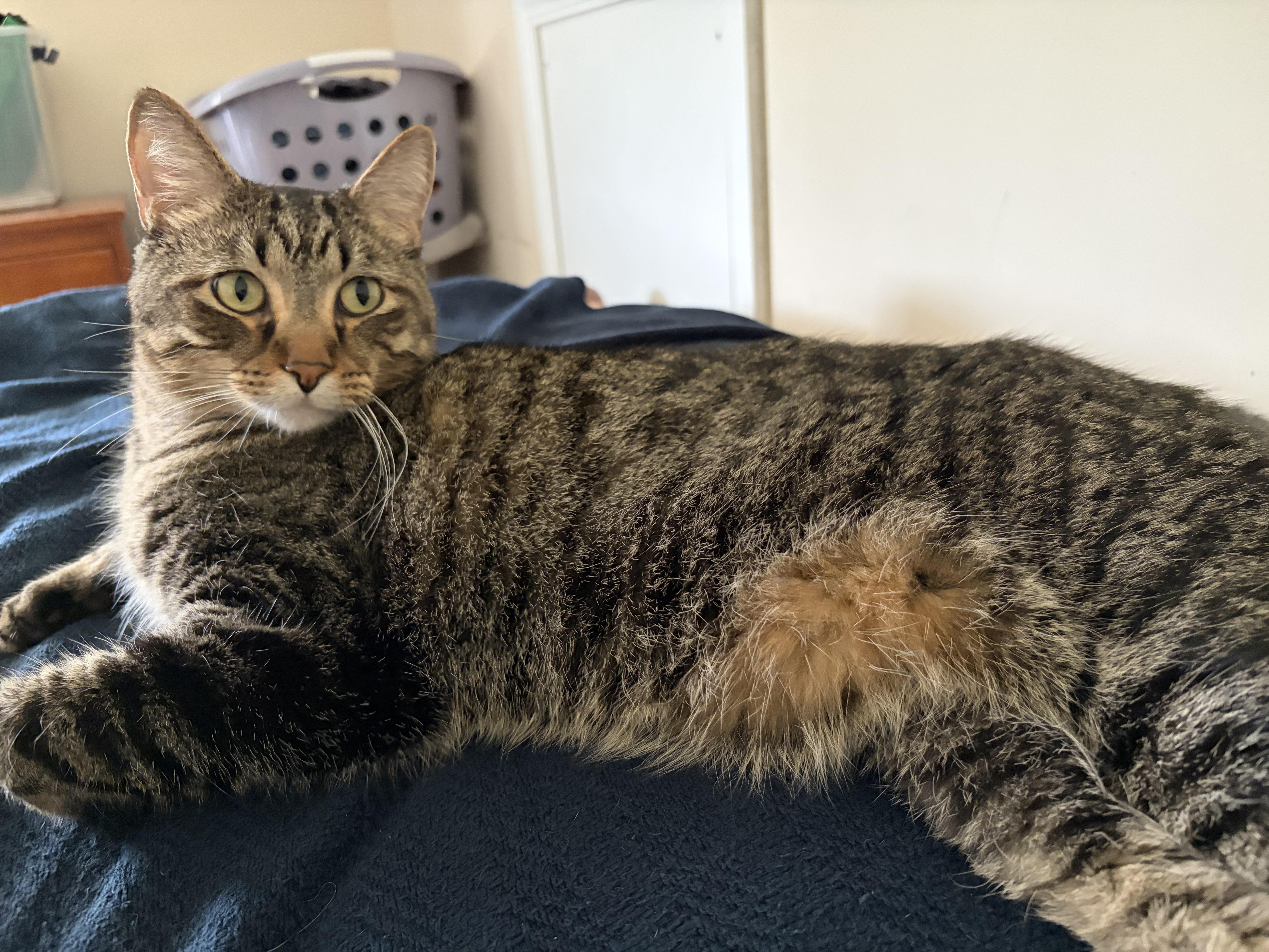 An adult medium-sized male Tiger cat named Mo for adoption in West Lafayette, IN