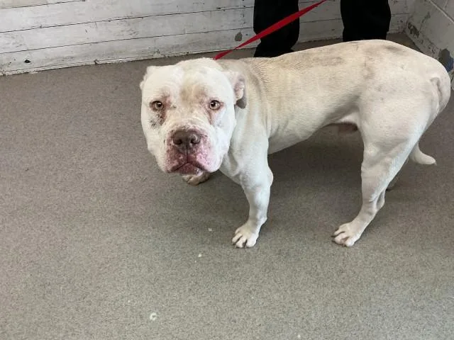 An adult large-sized male Pit Bull Terrier dog named Golfball for adoption in San Bernardino, CA