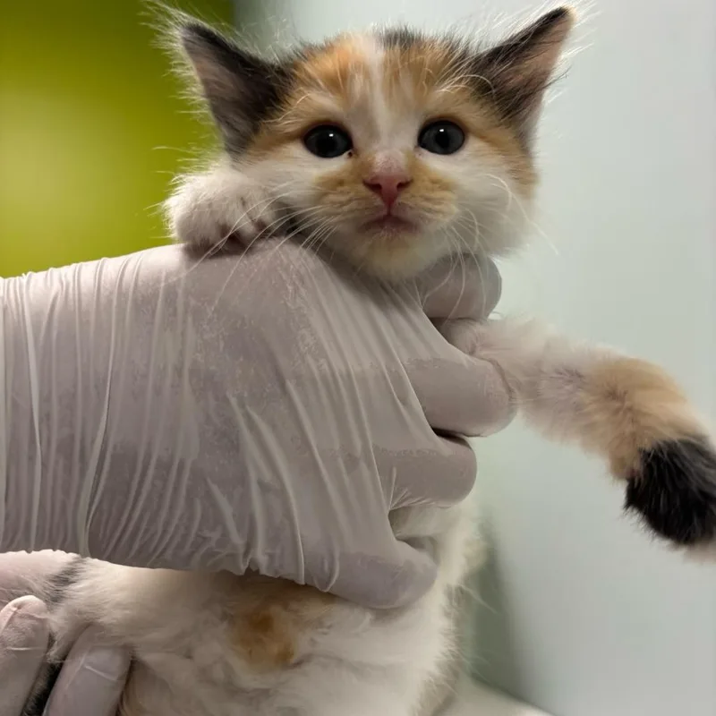 A baby small-sized female Calico Domestic Long Hair cat named Suzy Sheep for adoption in Mooresville, NC