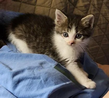 A baby small-sized male Domestic Long Hair cat named Theo for adoption in Paducah, KY