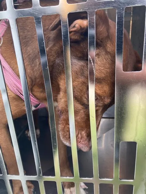 An adult medium-sized female Mixed Breed dog named Cocoa for adoption in Dallas, TX