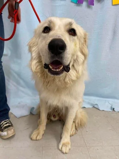 An adult large-sized male Great Pyrenees dog named Fjord for adoption in McCook, NE