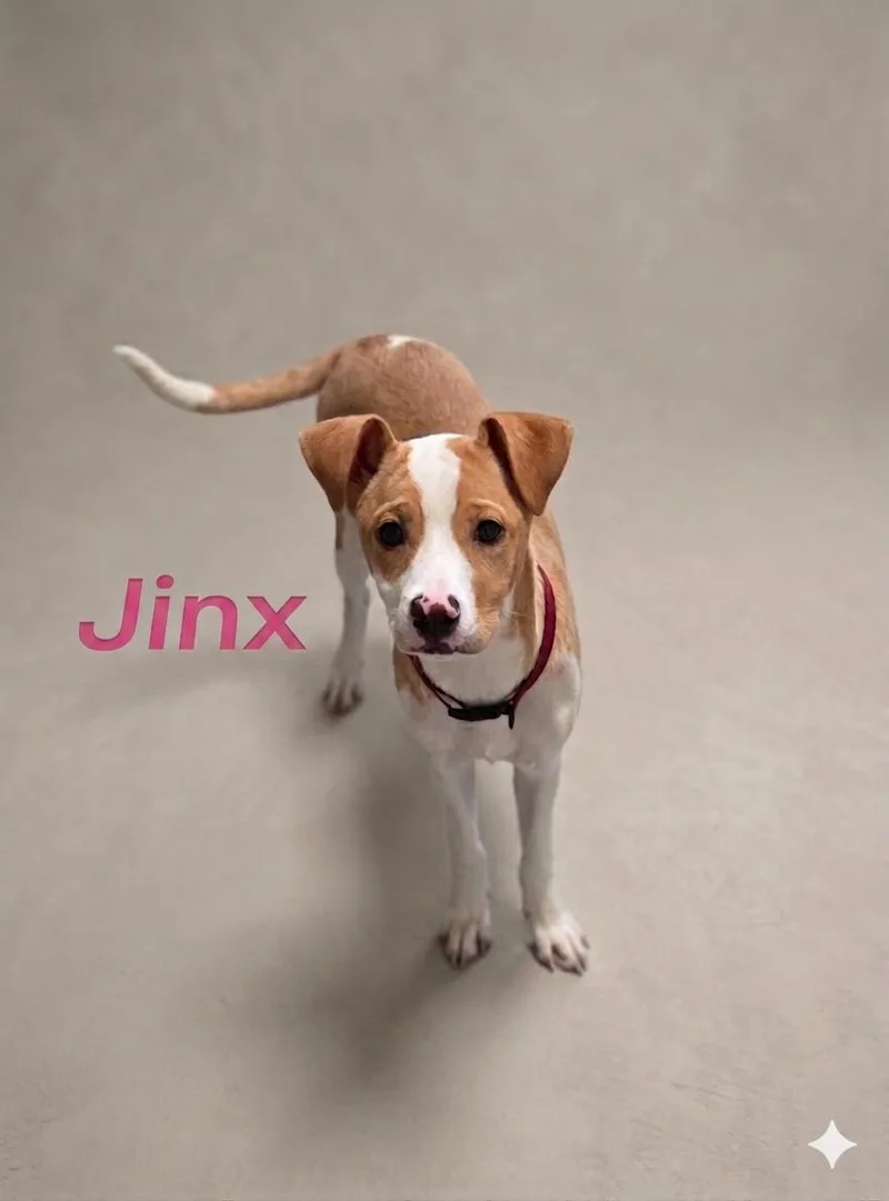 A baby small-sized female Jack Russell Terrier dog named Jinx for adoption in Hackettstown, NJ