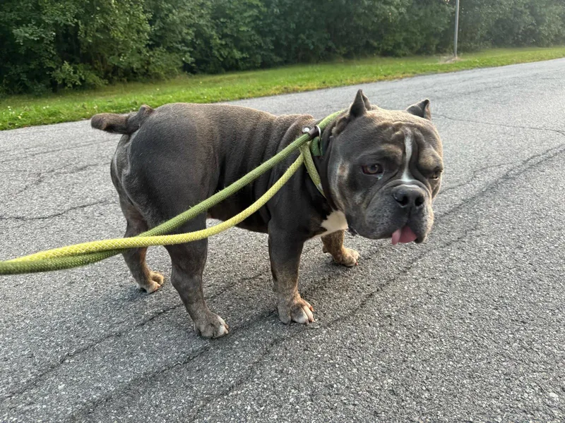 An adult medium-sized male American Bulldog dog named Chubby Checkers for adoption in Tonawanda, NY