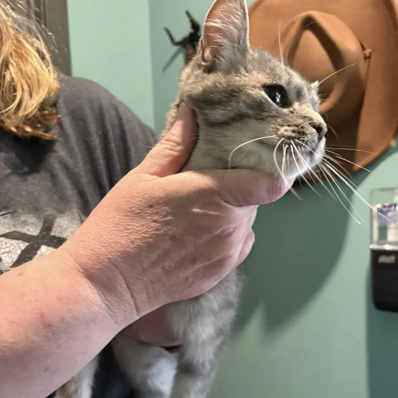 An adult small-sized female Gray / Blue / Silver Domestic Short Hair cat named Digiorno for adoption in Johnstown, PA