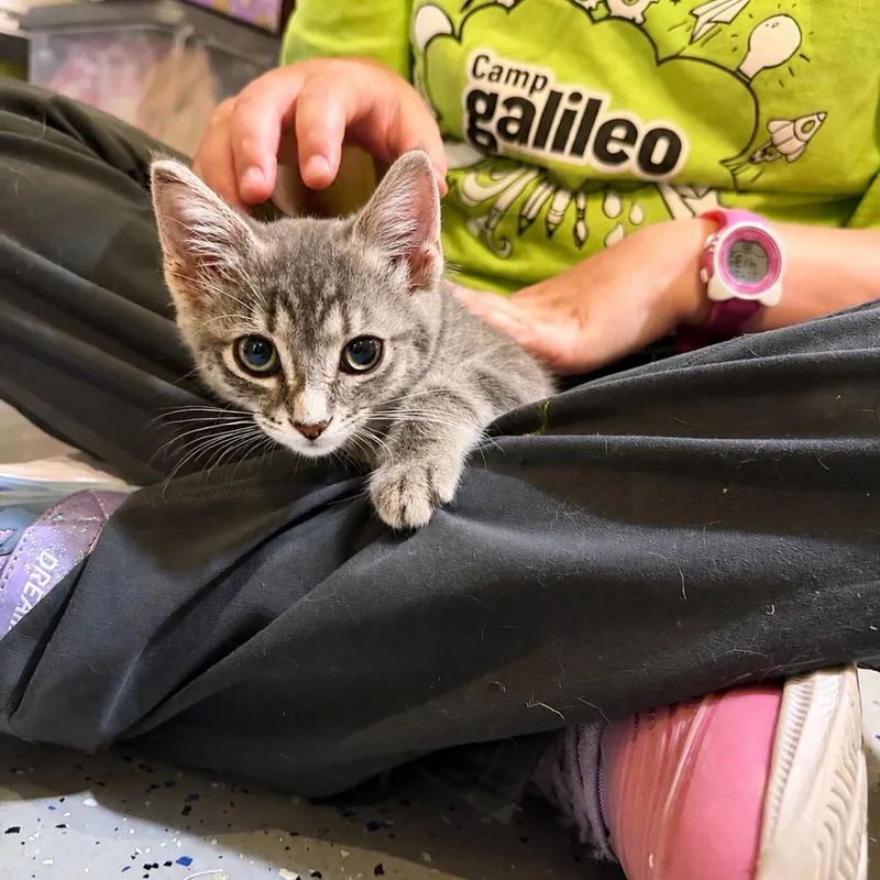 A baby small-sized female Gray / Blue / Silver Domestic Short Hair cat named Spicy Tuna for adoption in Tustin, CA