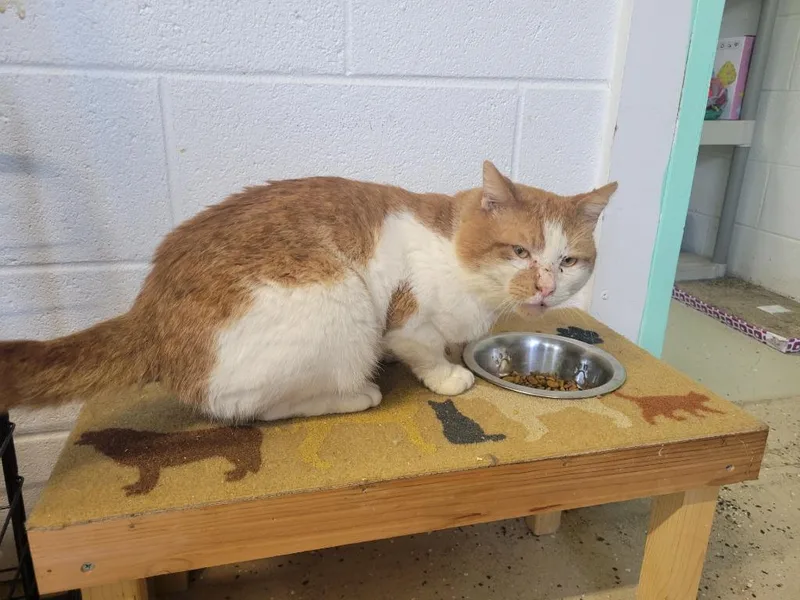 An adult medium-sized male Tabby cat named Coby for adoption in Camden, TN