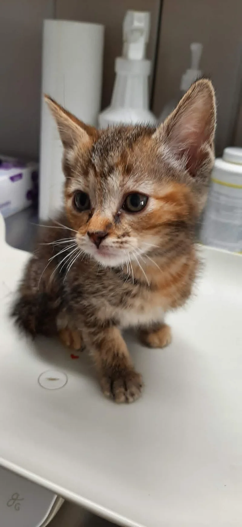 A baby medium-sized female Torbie Domestic Short Hair cat named Stitch for adoption in Georgetown, OH