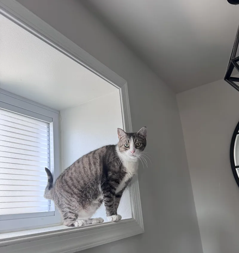 An adult medium-sized female Tabby (Brown / Chocolate) Domestic Short Hair cat named Sarah for adoption in Philadelphia, PA