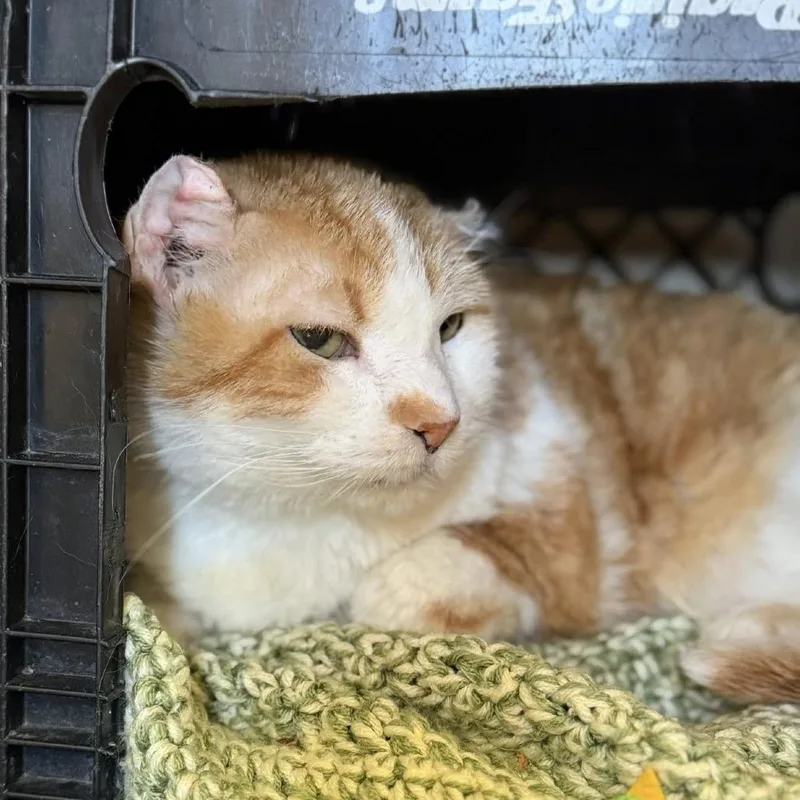 A senior large-sized male Orange / Red Domestic Short Hair cat named Fergus for adoption in Norfolk, NE