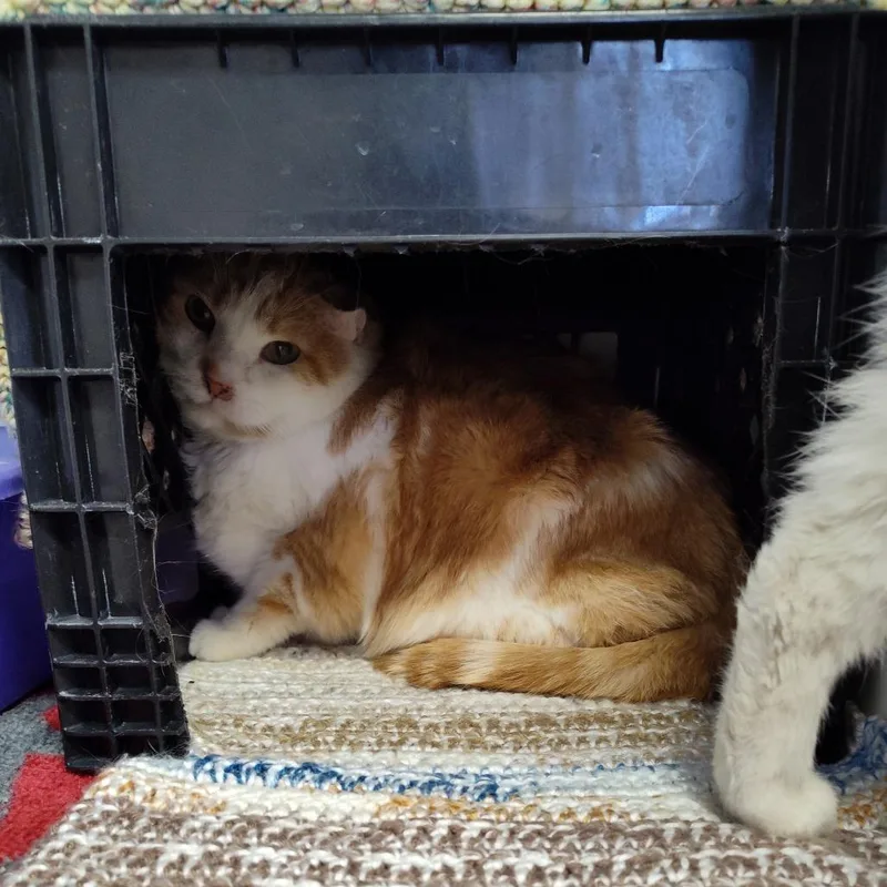 Fergus thumbnail 2