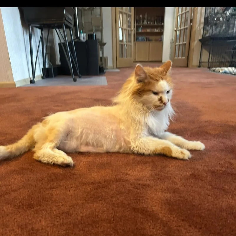 Finnegan