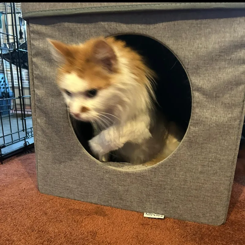 Finnegan thumbnail 3