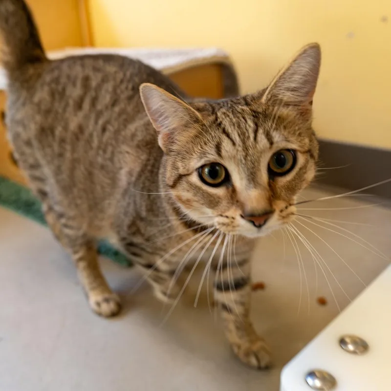 A young large-sized female Brown / Chocolate Domestic Short Hair cat named Tennessee for adoption in Baltimore, MD