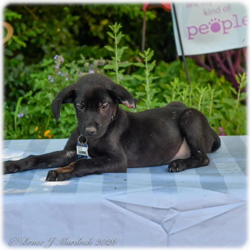 A baby small-sized male Black Labrador Retriever dog named Clemens for adoption in Wake Forest, NC