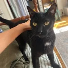 An adult medium-sized female Black Domestic Short Hair cat named Tulip for adoption in South Burlington, VT