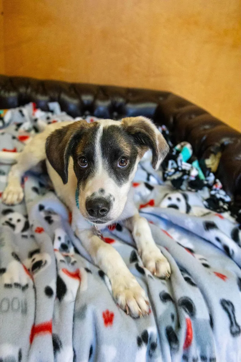 A baby medium-sized female Terrier dog named Rosati for adoption in Valparaiso, IN