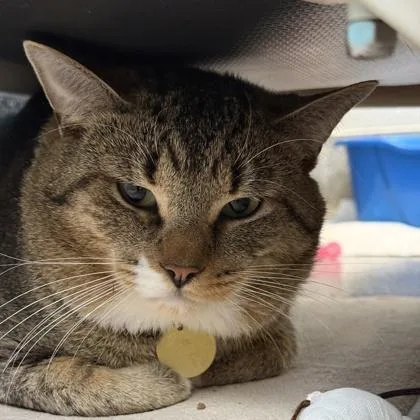 An adult medium-sized male Brown / Chocolate Domestic Short Hair cat named Marvin for adoption in Lansing, MI