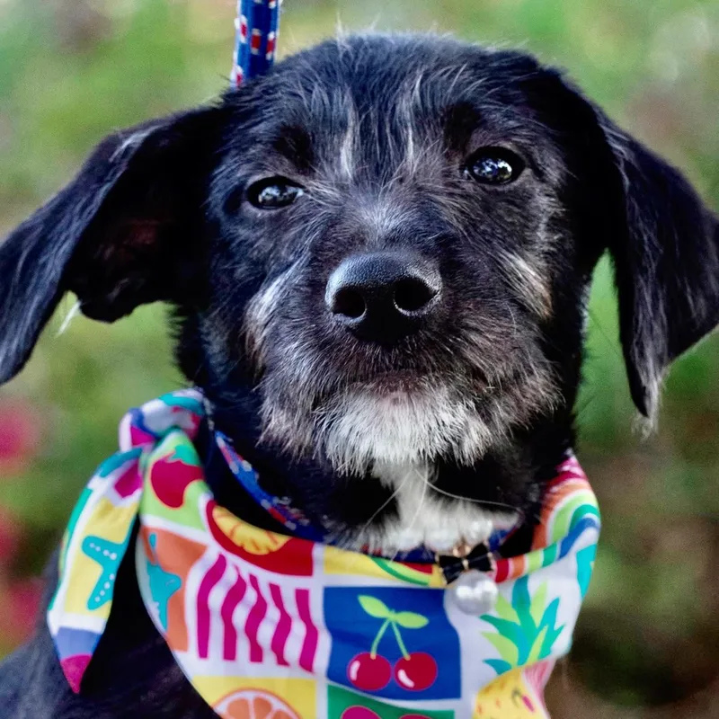 A baby medium-sized female Schnauzer dog named Phoebe for adoption in Orlando, FL