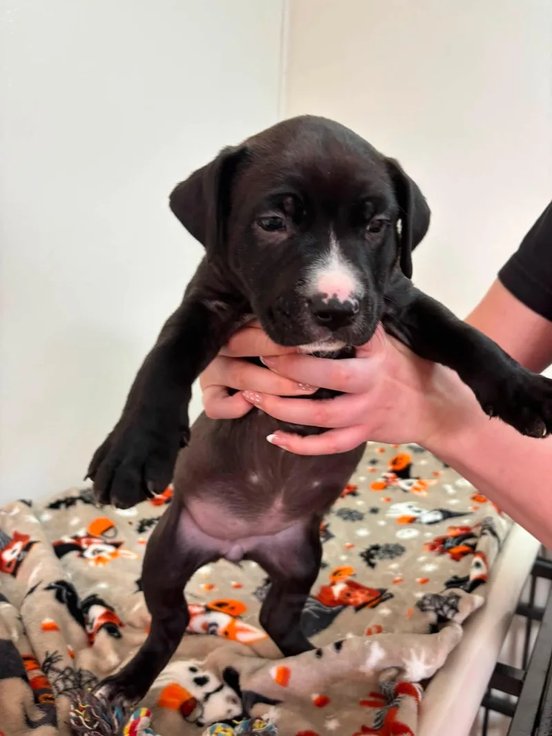 A baby medium-sized female Black Mixed Breed dog named Sequoia for adoption in Jamestown, ND