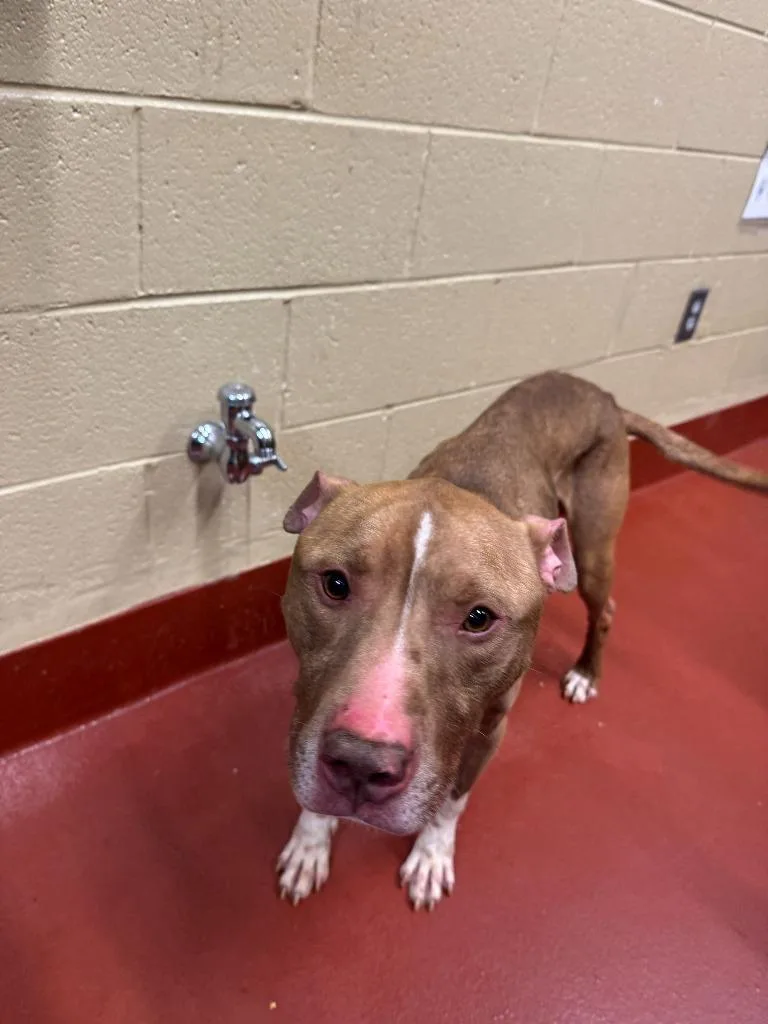 An adult medium-sized male Mixed Breed dog named Sadi for adoption in Douglasville, GA
