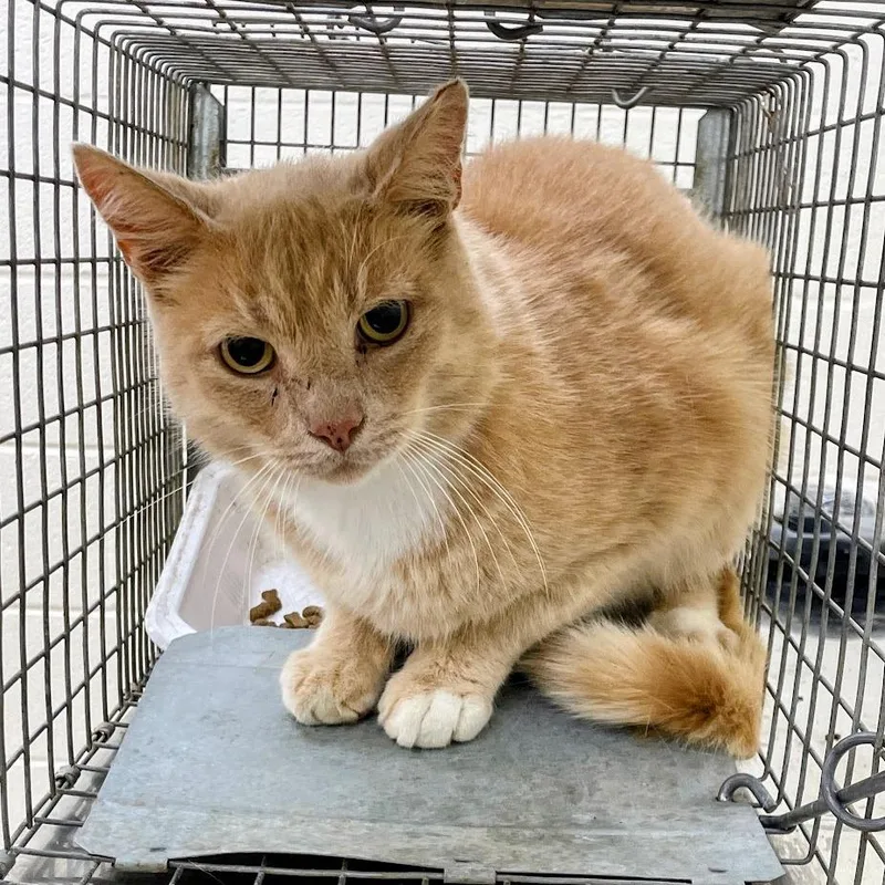 An adult small-sized male Orange / Red Domestic Short Hair cat named Tonto for adoption in Lyndhurst, VA