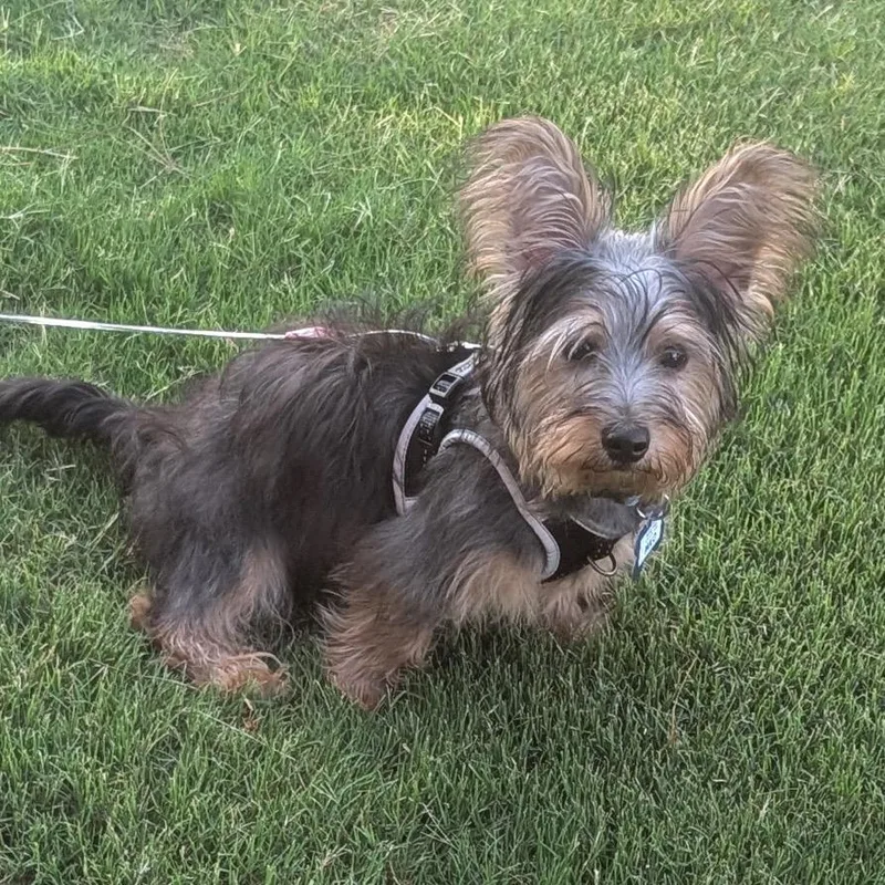A baby small-sized male Brown / Chocolate Yorkshire Terrier dog named Milo for adoption in Wake Forest, NC
