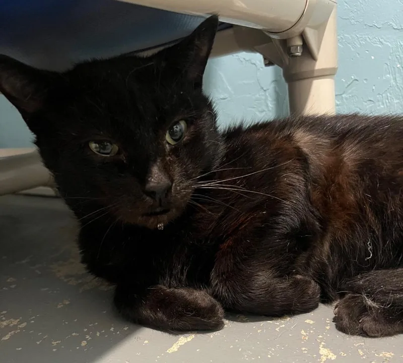 An adult medium-sized male Domestic Short Hair cat named Frack for adoption in Labelle, FL